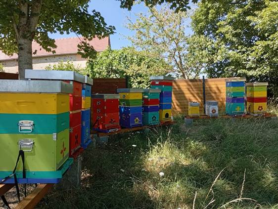 Vente de miel, d'essaims d'abeilles et de reine à Voussac dans l'allier